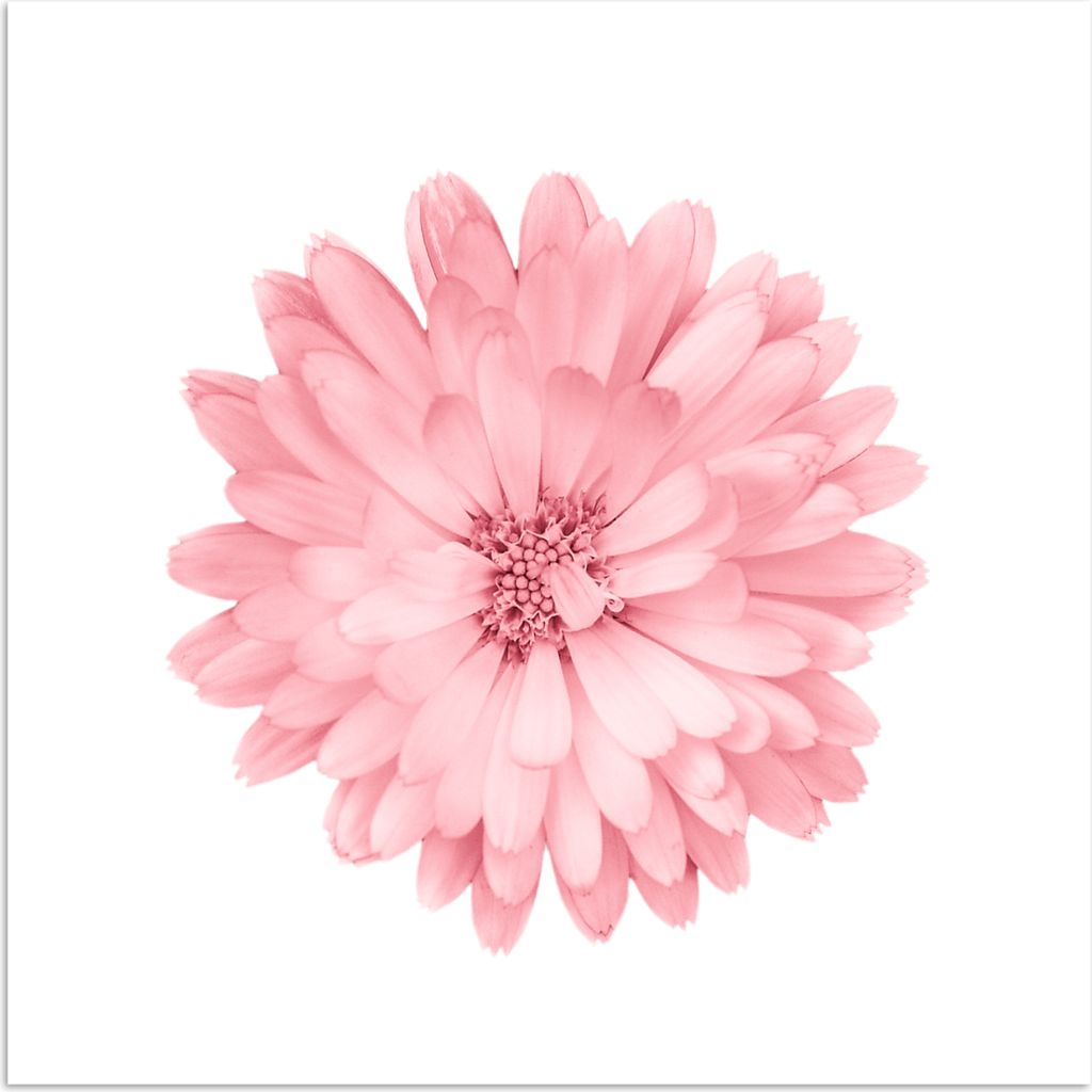 MuchoWow Poster Blumen - Rosa - Kamille 30x30 cm - Wandposter - Printing