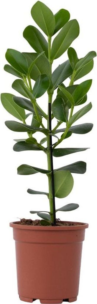 Balsamapfel (Clusia Rosea) - Immergrne Pflanze, Hhe Ca. 25 Cm, Topf-12 Cm  Riesenbambus Pflanze