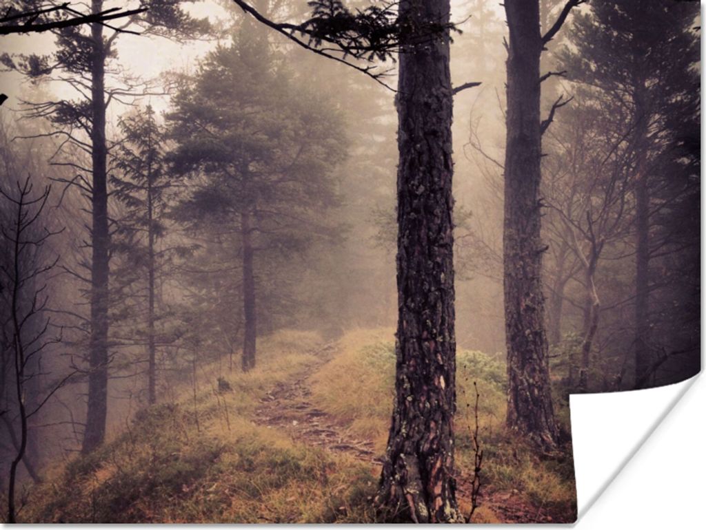 MuchoWow Poster Nebel - Herbstdekoration - Natur - Wald 80x60 cm - Kunst für zu Hause