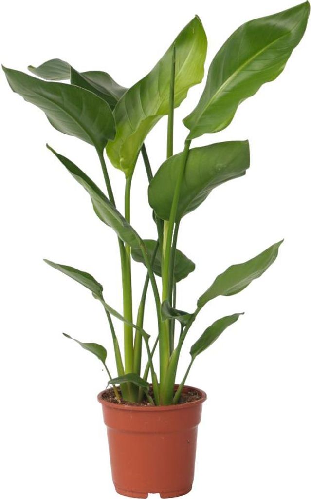Oiseau de paradis - Strelitzia nicolai - Hauteur 55-70cm - Image du produit 