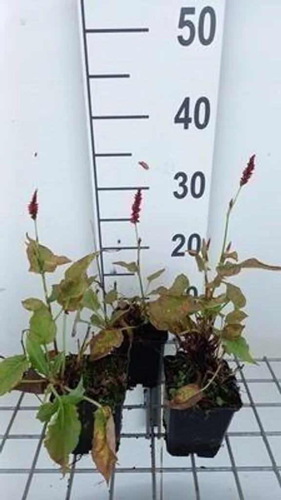 Plante Vivace Persicaria Anne's Choice - Lot de 6 Renouées à Bougies 9cm