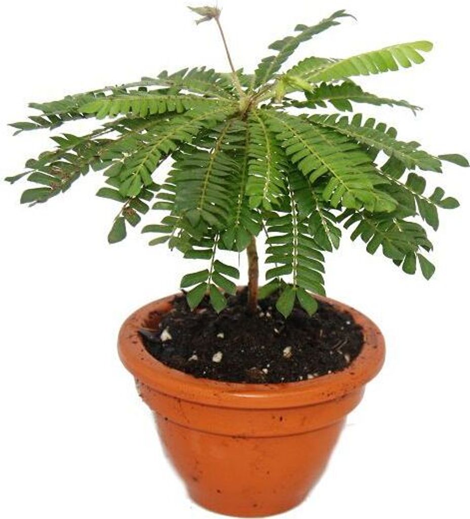 Biophytum sensitivum Südseepalme 9cm Tontopf Die Pflanze Produktbild 1