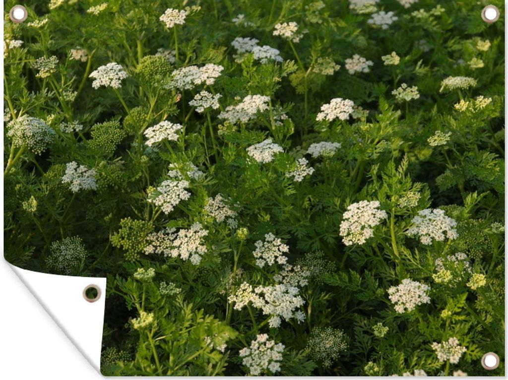 MuchoWow 40x30 cm Outdoor-Poster Gartendeko Sichtschutz Garten Poster für den Garten Grüner Biber in einem weißen Blumenfeld