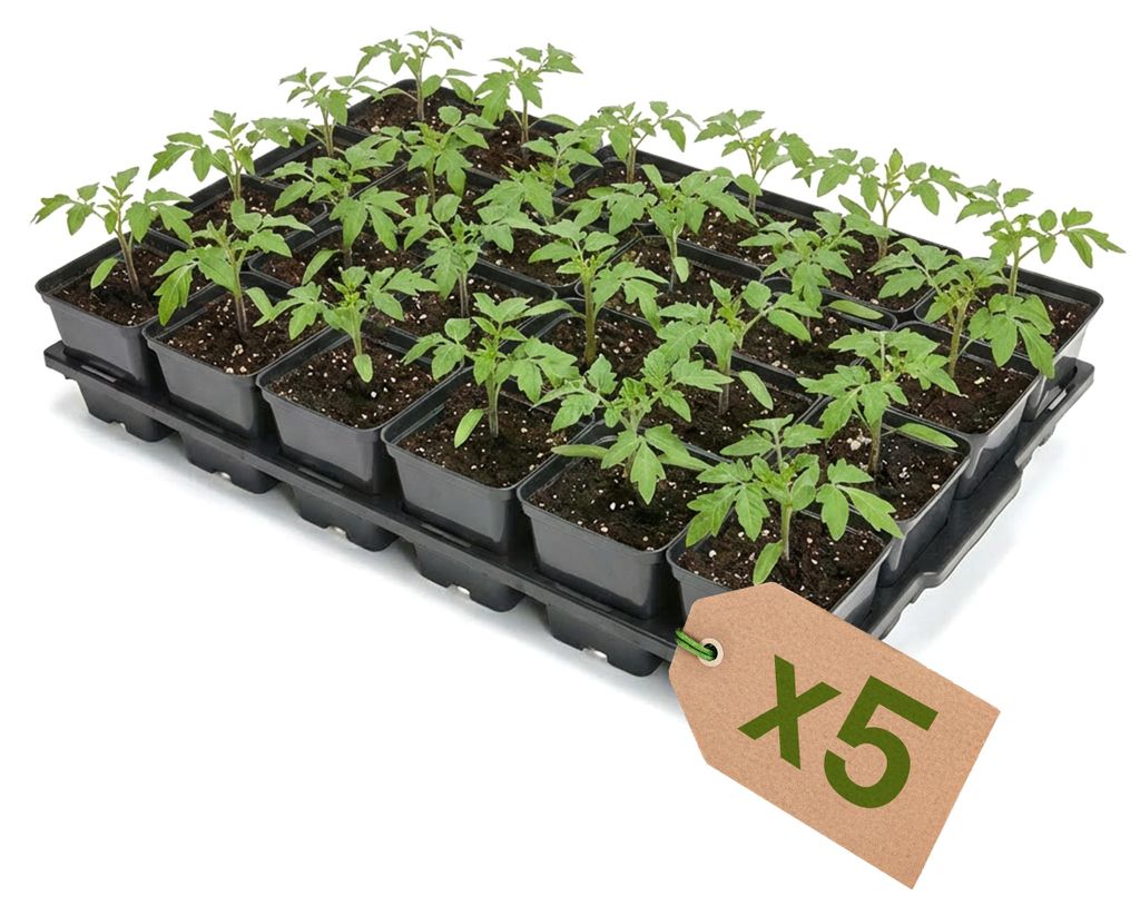 Garronda 5 Stück Anzuchttray Pflanzenträger für Kulturtöpfe für Gewächshaus (Anzuchttray mit 24 x 0,5 L quadratisch Töpfe) GD-KW-T