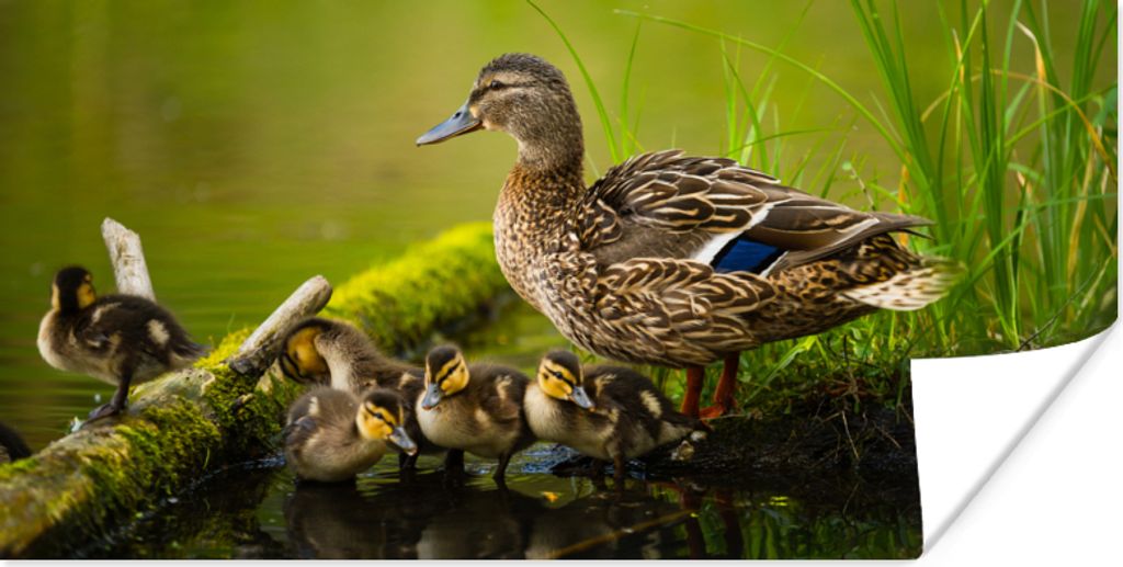 MuchoWow Poster Ente - Vögel - Wasser - Zweig - Moos 80x40 cm - Wanddeko