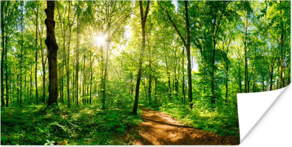 MuchoWow Poster Wald - Sonne - Baum 120x60 cm - Bild