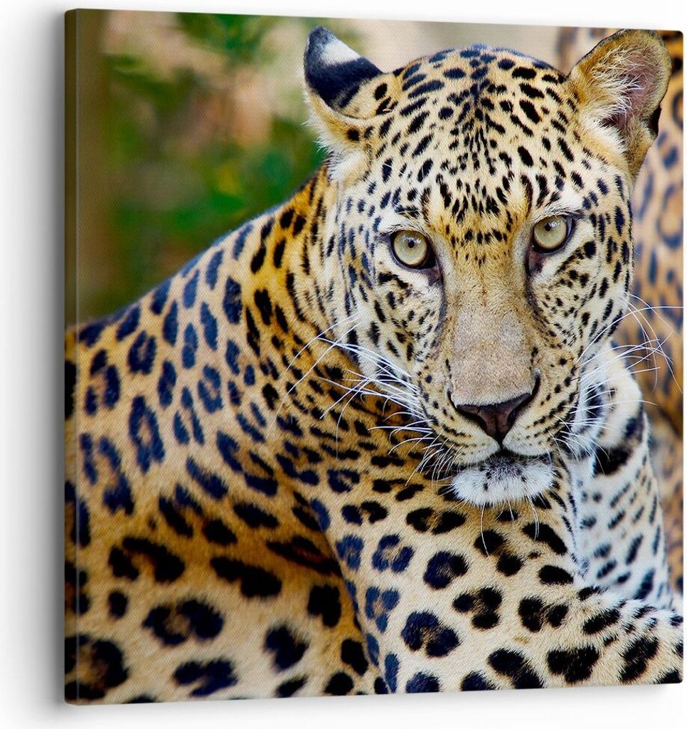 Bild auf Leinwand - Leinwandbild - Leopardpanther Katze Produktbild 