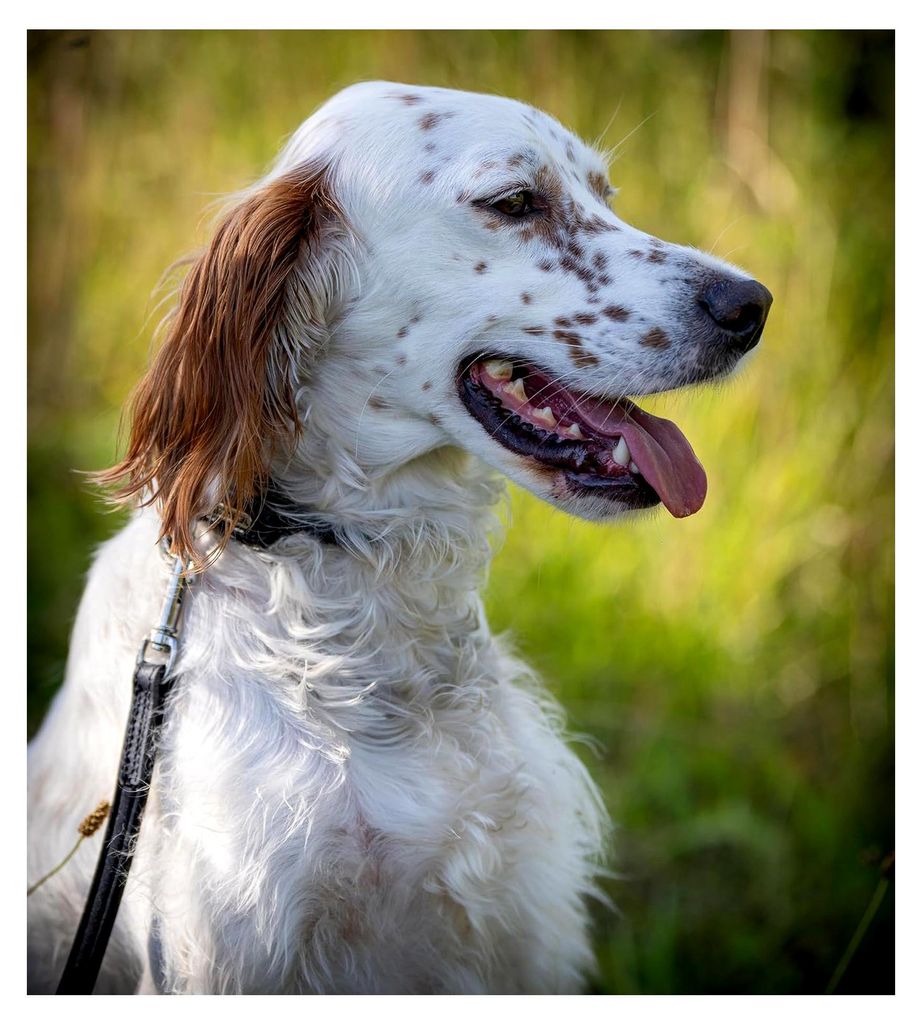 Hundeleine aus Leder 120 cm - Vollleder, Neopren & Edelstahlkarabiner – Hunde Lederleine schwarz