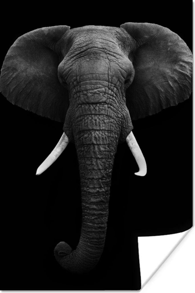 MuchoWow Poster Elefant - Wildtiere - Schwarz - Weiß - Porträt 60x90 cm - Wanddekoration