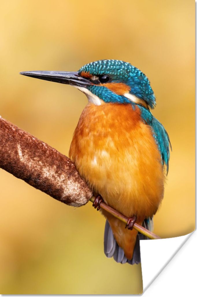 MuchoWow Poster Eisvogel - Natur - Vogel 60x90 cm - Wanddekoration