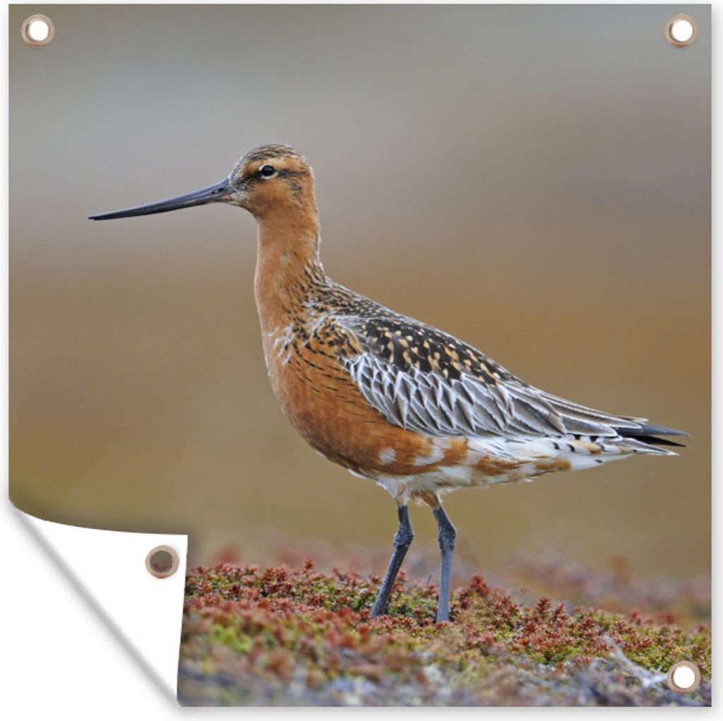 MuchoWow 100x100 cm Outdoor-Poster Gartendeko Sichtschutz Garten Poster für den Garten Uferschnepfe auf einem blühenden Boden