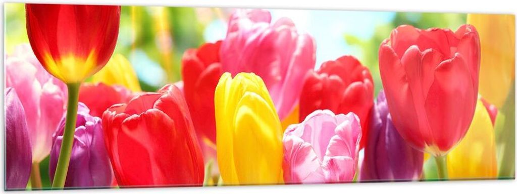 Bilder auf glas - Tulpe Blume Garten Plantage - 160x50cm - Glasbilder - Wandbilder - Kunstdruck - zum Aufhängen bereit - Wanddekoration aus Glas -...