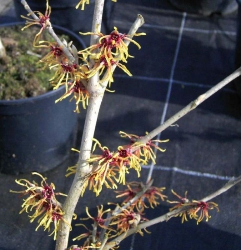 Hamamelis intermedia Orange Glow - Zaubernuss - 40-60