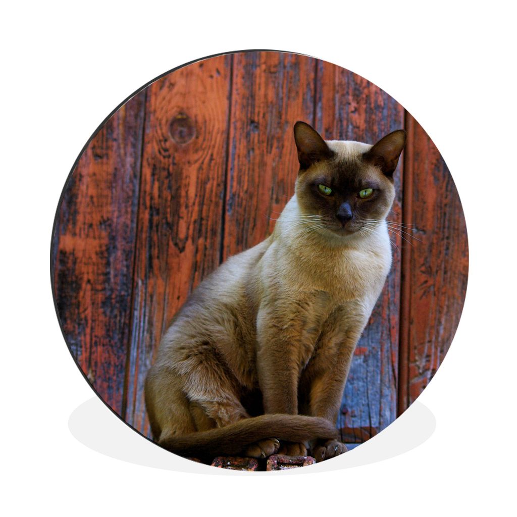 MuchoWow Aluminium Wandkreis Siamesische Katze mit grünen Augen auf einem hölzernen Hintergrund Ø 30 cm Wanddeko Modern Wohnzimmer - Wand Bild...