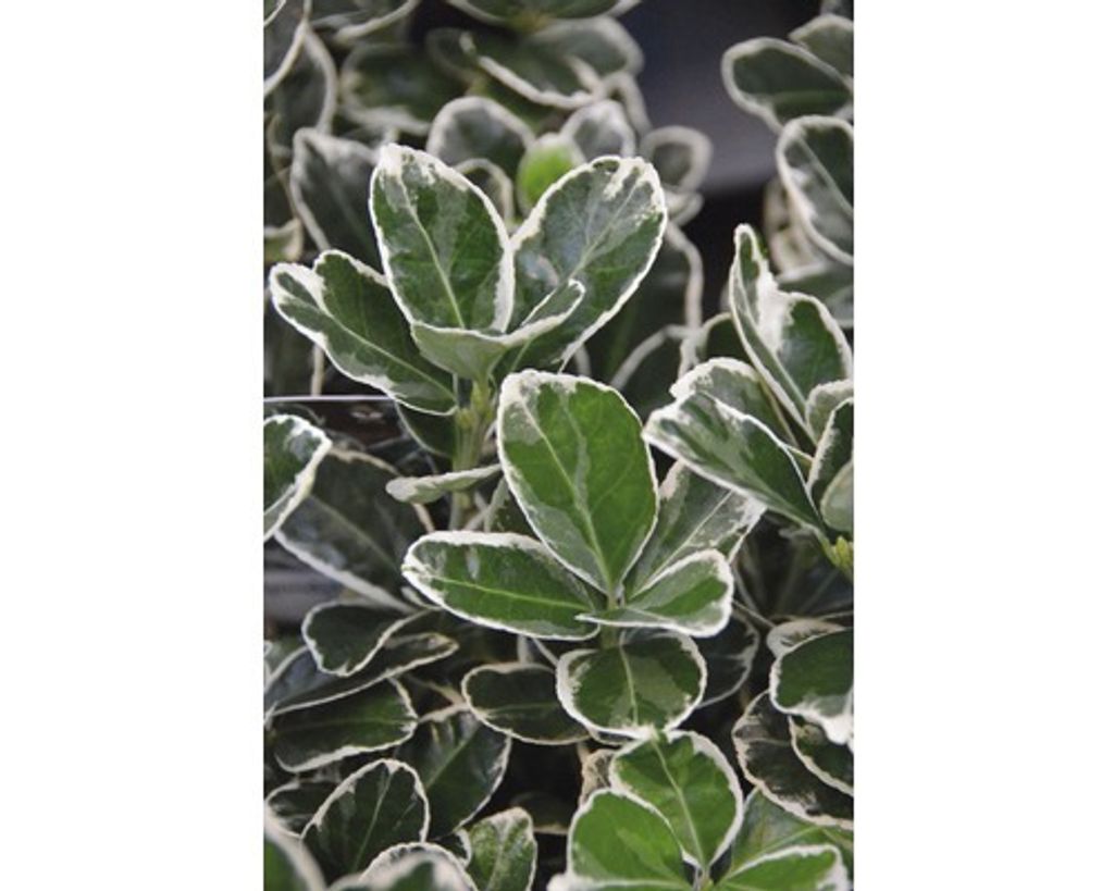 Spindelstrauch FloraSelf Euonymus japonica 'Kathy' Halbstamm H 40 cm Co 6 L