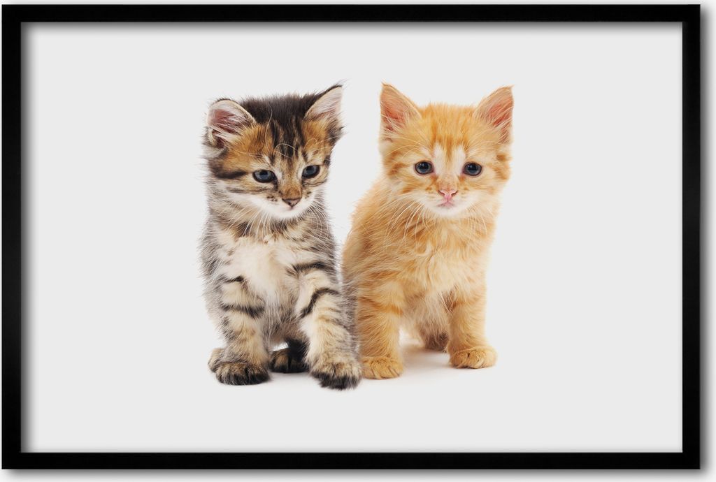 Bild 60x40 MDF-Rahmen, Wandkunst Brown und Ingwer Katze