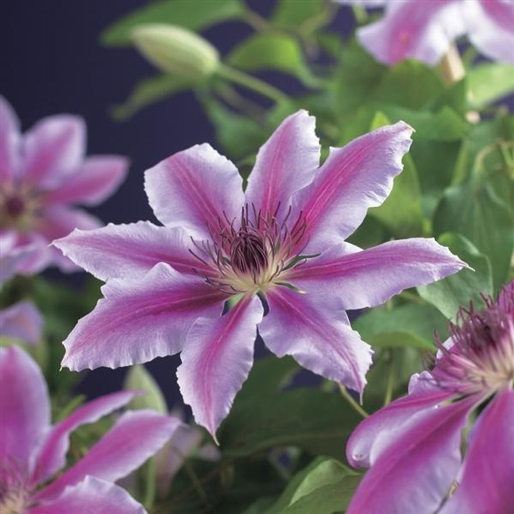 Clematis ‚Nelly Moser‘ – Großblumige Waldrebe | Rosa-weiße Produktbild 