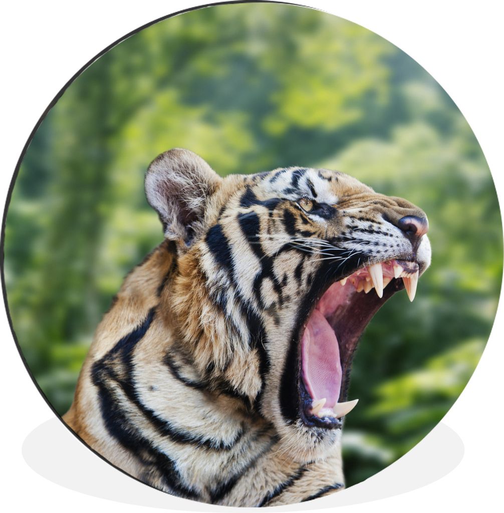 MuchoWow Aluminium Wandkreis Tiger - Kopf - Wald Ø 30 cm Wanddeko Modern Wohnzimmer - Wand Bild - Wohnzimmer - Runde Bilder - Alubilder - Kunst ...