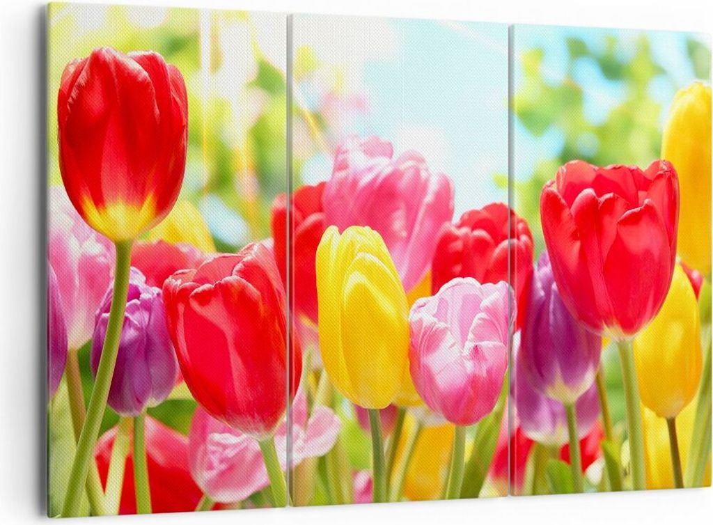 Bild auf Leinwand - Leinwandbild - Tulpe Blume Garten Plantage - 165x110cm - Wand Bild - Wanddeko - Leinwanddruck - Bilder - Kunstdruck - Wanddekor...