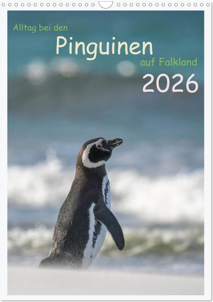 Alltag bei den Pinguinen auf Falkland (Wandkalender 2026 DIN A3 hoch), CALVENDO Monatskalender