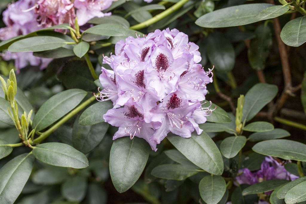 Rhododendron Hybr. 'Humboldt', Rhododendron, rosa Blüten, 50–60 cm