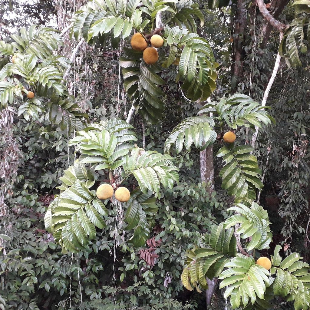 Entawak (Artocarpus anisophyllus) - 1 seme germogliato Immagine del prodotto 
