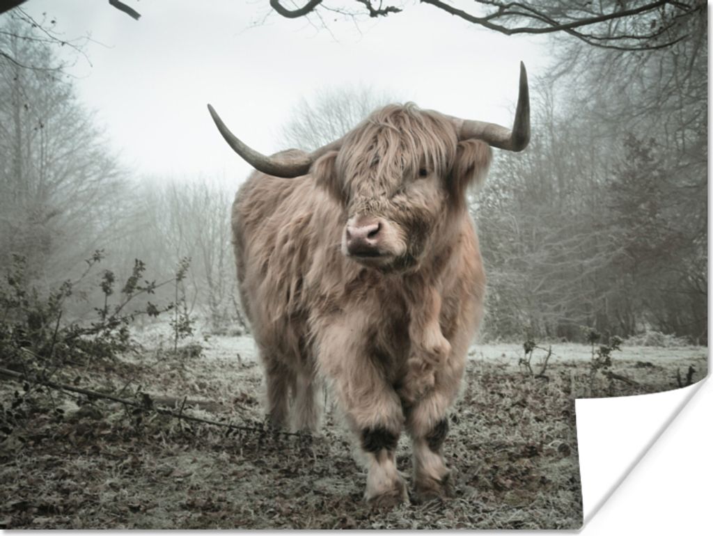 MuchoWow Poster Schottisches Hochlandrind - Wald - Nebel - Kuh - Tiere - Natur 80x60 cm - Kunst für zu Hause
