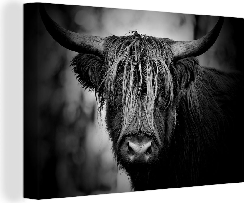 OneMillionCanvasses - Leinwandbilder - 140x90 cm, Schottisches Hochlandrind - Licht - Porträt - Natur, Wandbilder Wohnzimmer Hochland Rind - Tie...