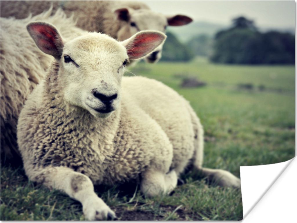 MuchoWow® Poster Schaf - Lamm - Gras 120x90 cm - Wandbild Produktbild 