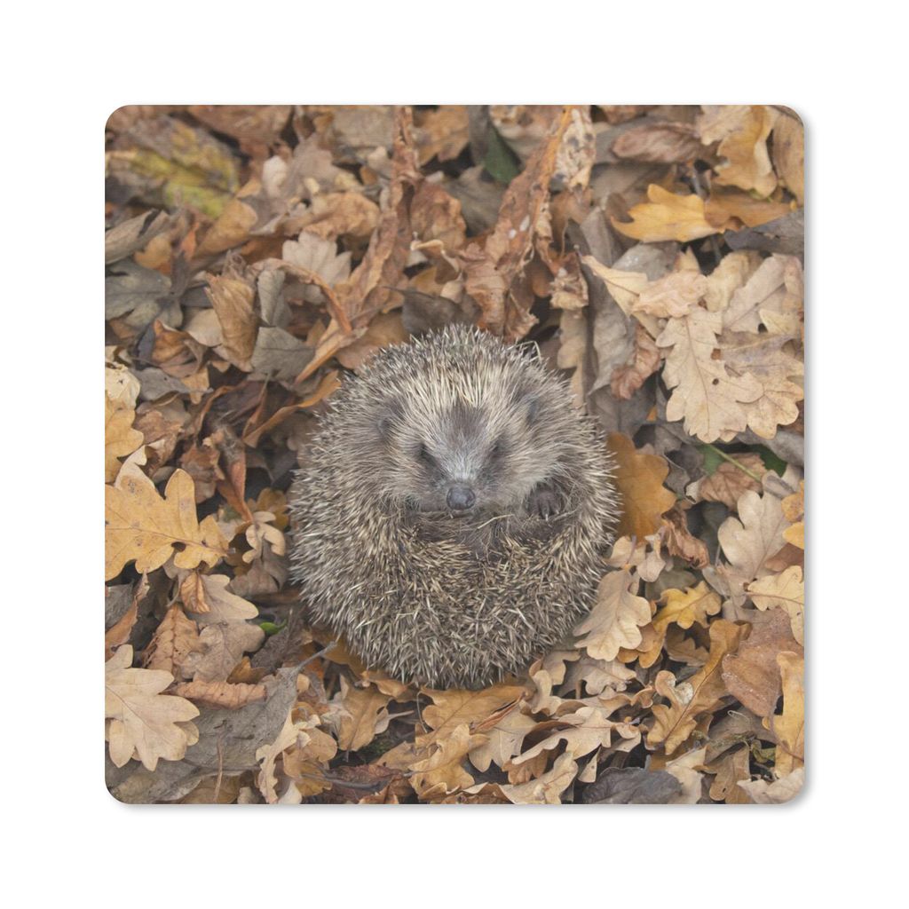 MuchoWow Mauspad Mousepad Igel - Herbst - Laub 20x20 cm - Mousepads - Maus Mat - Pad - Mausunterlage - Desk Mat - Bureauartikeln