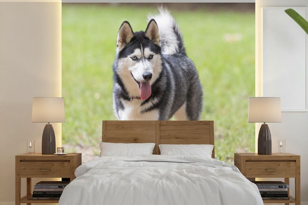 MuchoWow Fototapete für Wohnzimmer oder Schlafzimmer Wandtapete Vinyl Motivtapete Husky im Park - 350x350 cm - Schlafzimmertapete
