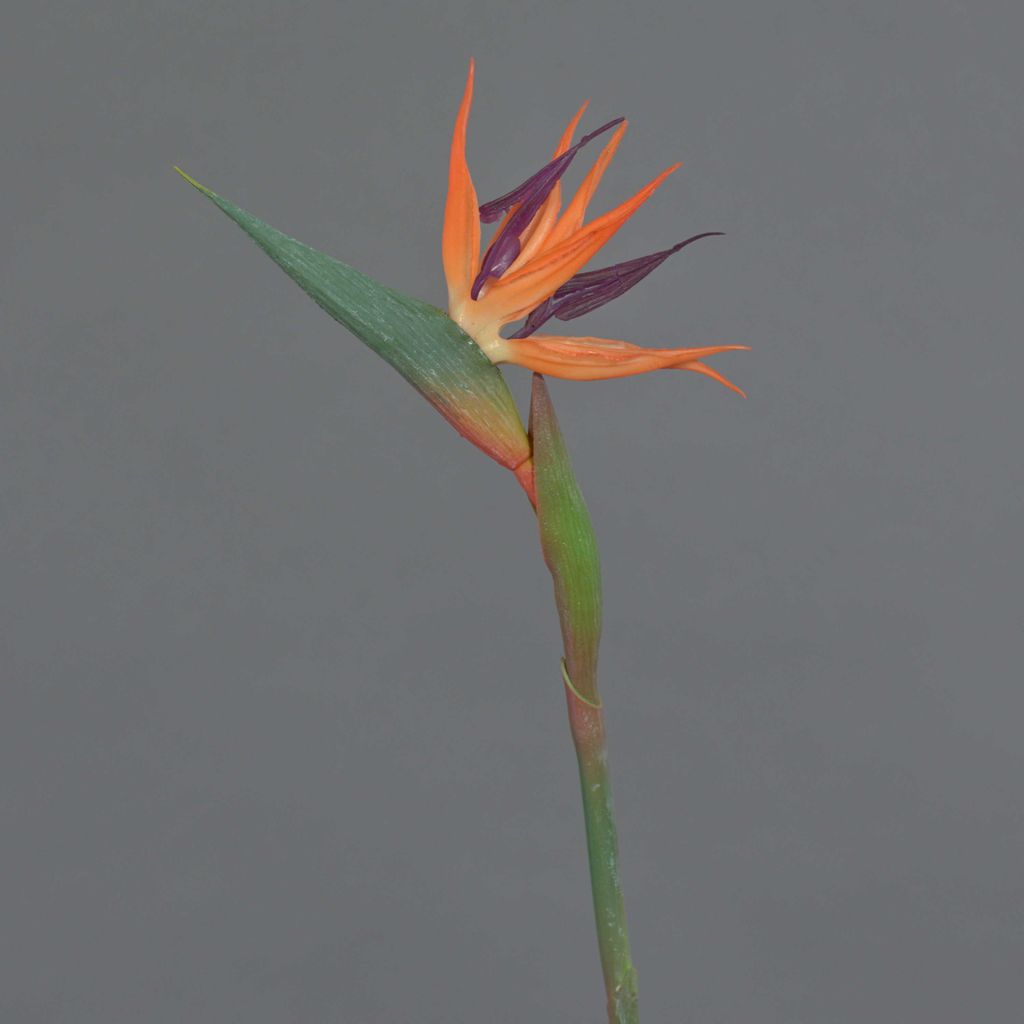 artplants.de Dekoblume Strelitzie WEIYU, orange-violett, 60 cm - Künstlicher Blumenzweig