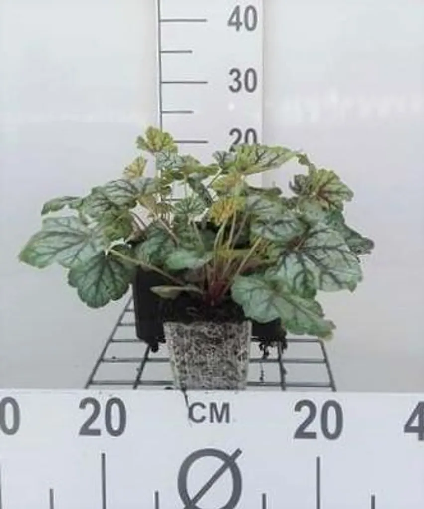 Heuchera Green Spice : Solution Plantes Ombre sans Entretien - 6 Pots