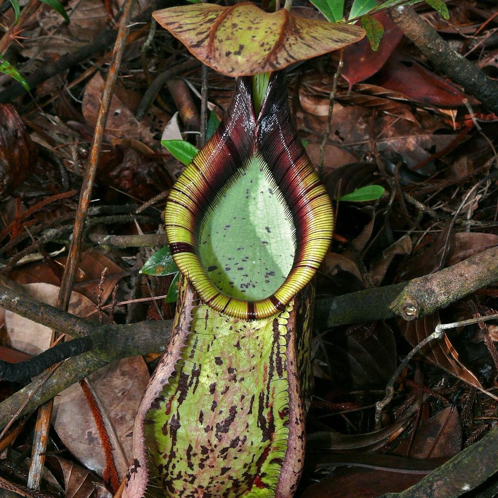 Nepenthes rafflesiana (pianta carnivora)  - 10 semi Immagine del prodotto 