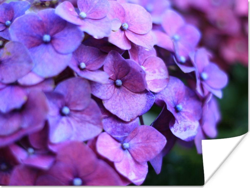 MuchoWow Poster Blumen - Lila - Hortensie - Natur - Blütenblätter 40x30 cm - Plakate für die Wände - Poster Wohnzimmer