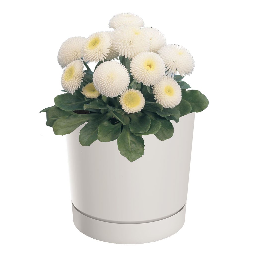 Blumentopf mit Untersetzer Ø12,8 cm Höhe 12,8 cm Rund Matt Modern Glatt Modisch Farbe Weiß -stilvolle und langlebige Inner-heimdekoration Gehäuse