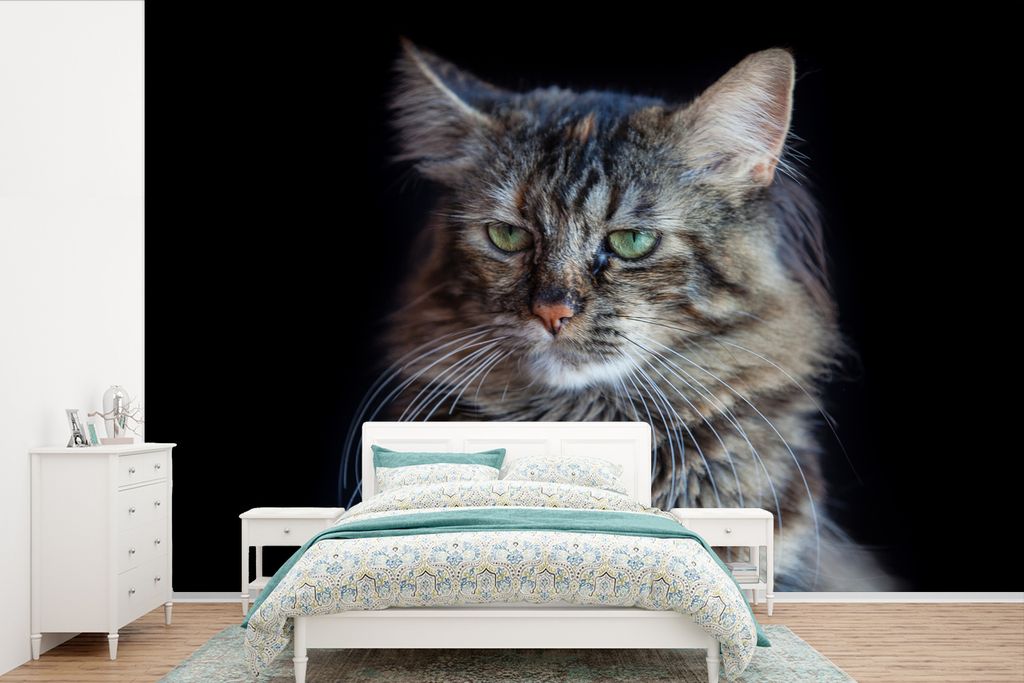 MuchoWow Fototapete für Wohnzimmer oder Schlafzimmer Wandtapete Vinyl Motivtapete Maine Coon Katze mit schwarzem Hintergrund - 420x280 cm - Zimm...