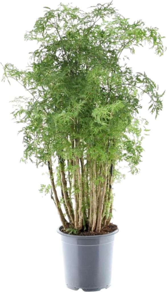 Polyscias hawaiiana "Ming" - aralia perovita - albero del Immagine del prodotto 
