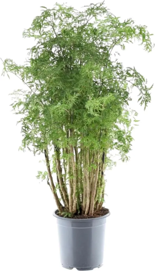 Plante verte d'intérieur Polyscias Ming - Arbuste penné de 100 cm