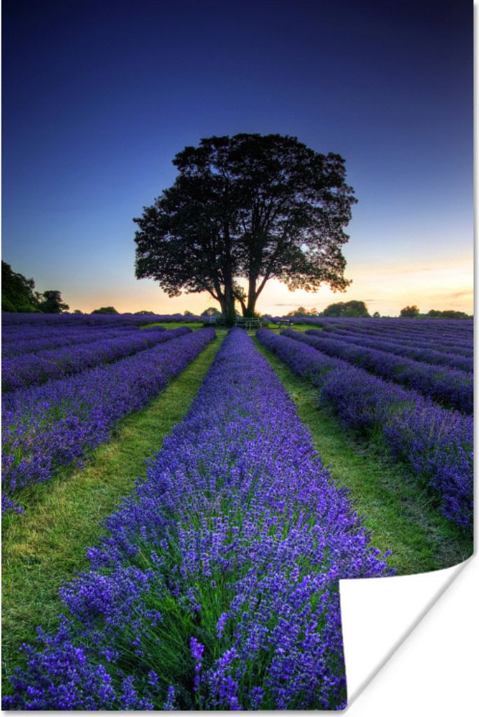 MuchoWow Poster Reihen von lila Lavendel 80x120 cm - Papierdruck