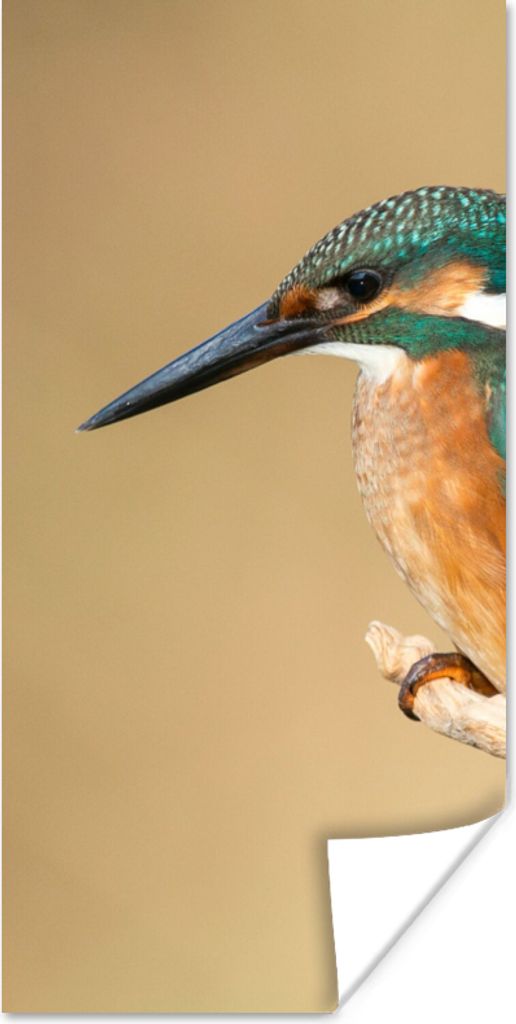 MuchoWow Poster Eisvogel - Tiere - Vogel 20x40 cm - Plakat - Foto