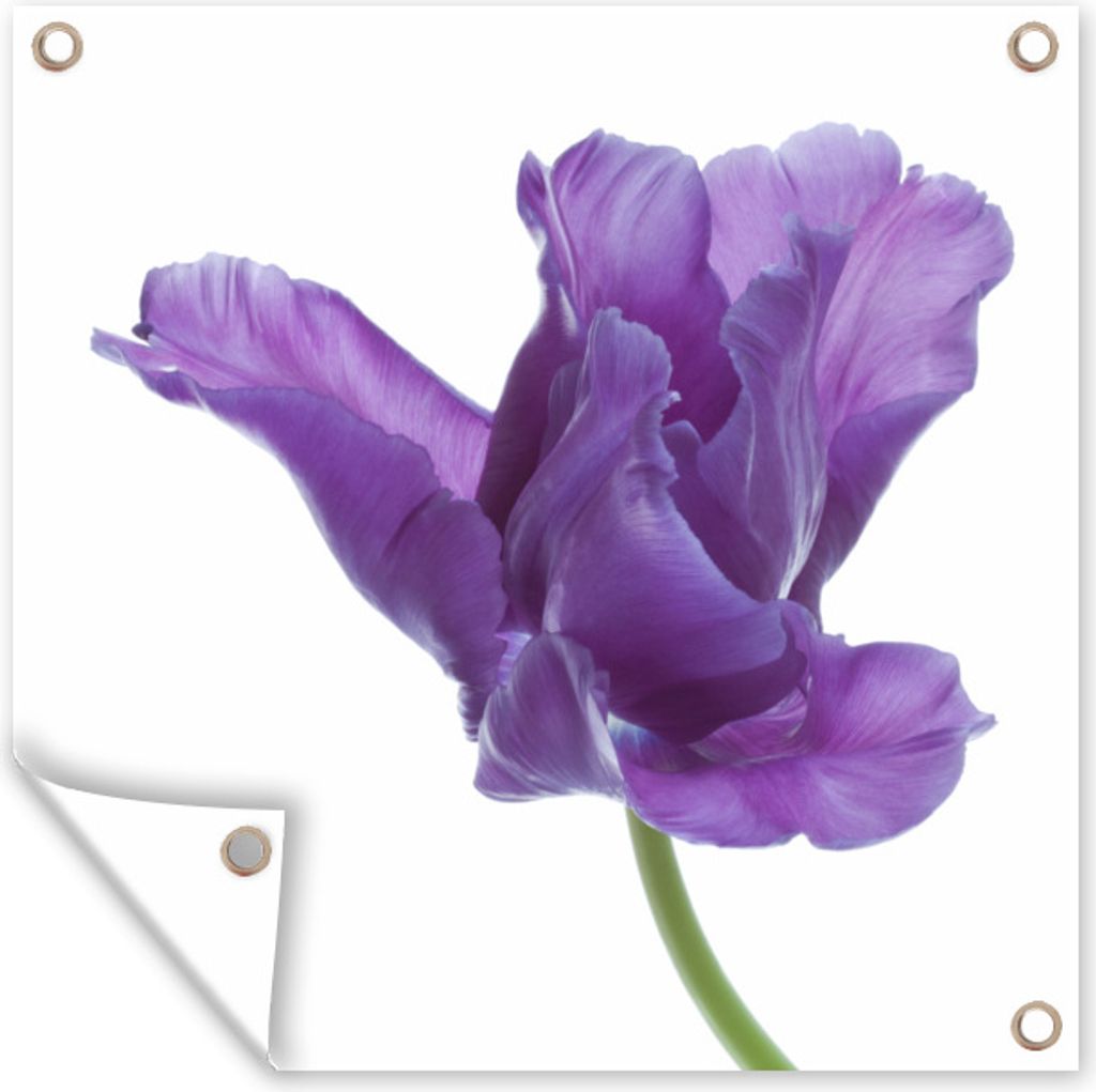 MuchoWow 100x100 cm Outdoor-Poster Gartendeko Sichtschutz Garten Poster für den Garten Lila Tulpe auf weißem Hintergrund
