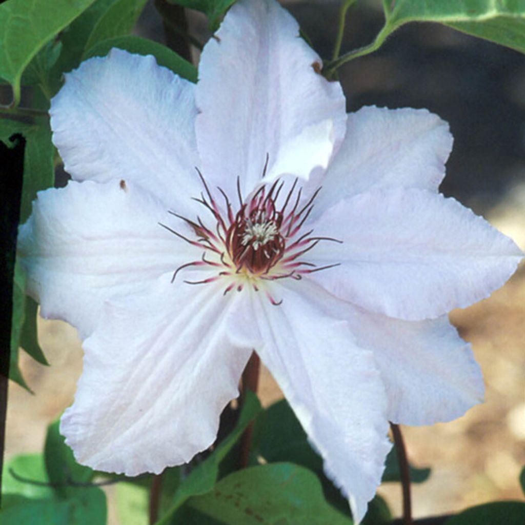 2 x Waldrebe - Clematis 'Snow Queen' | 50-60 cm in Container