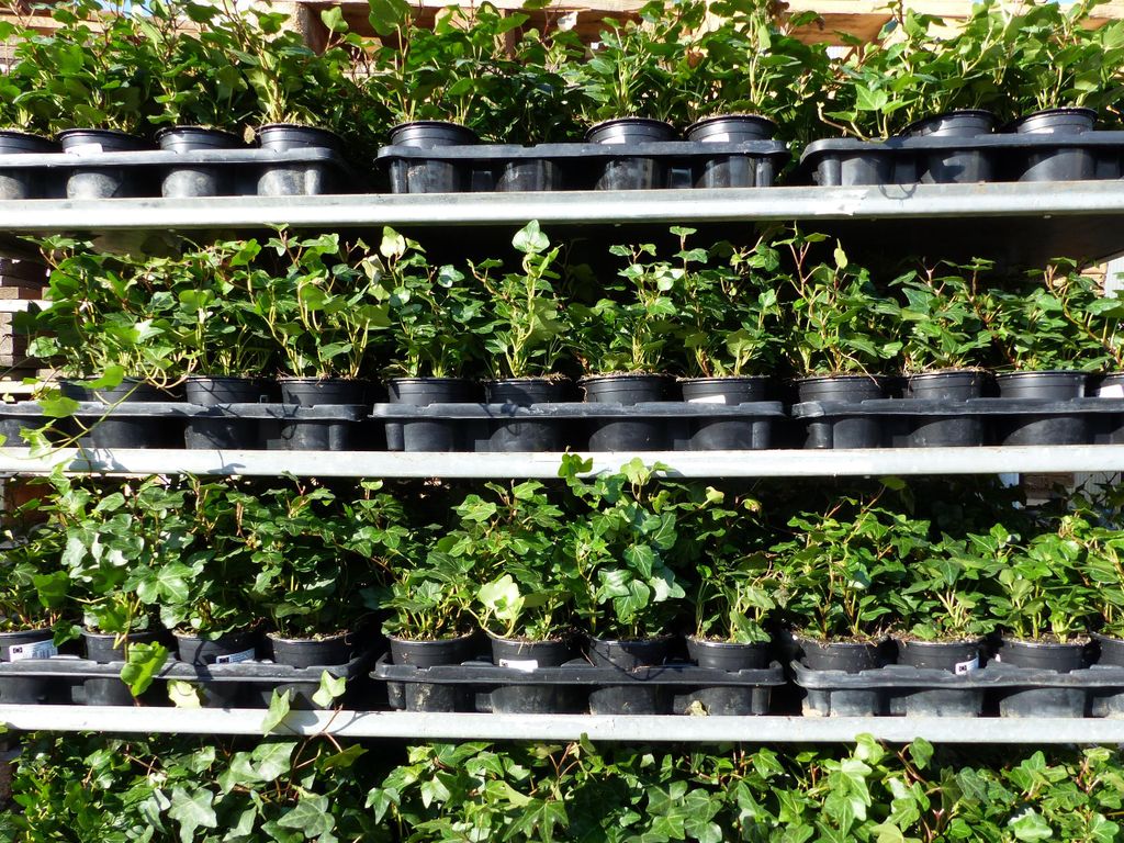10 Stück Efeu Hedera helix 20 - 35 cm Heckenpflanze Produktbild 