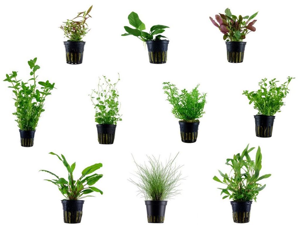 Einsteiger Maxi Set mit 10 Tropica Topf Pflanzen Aquariumpflanzenset Nr.36