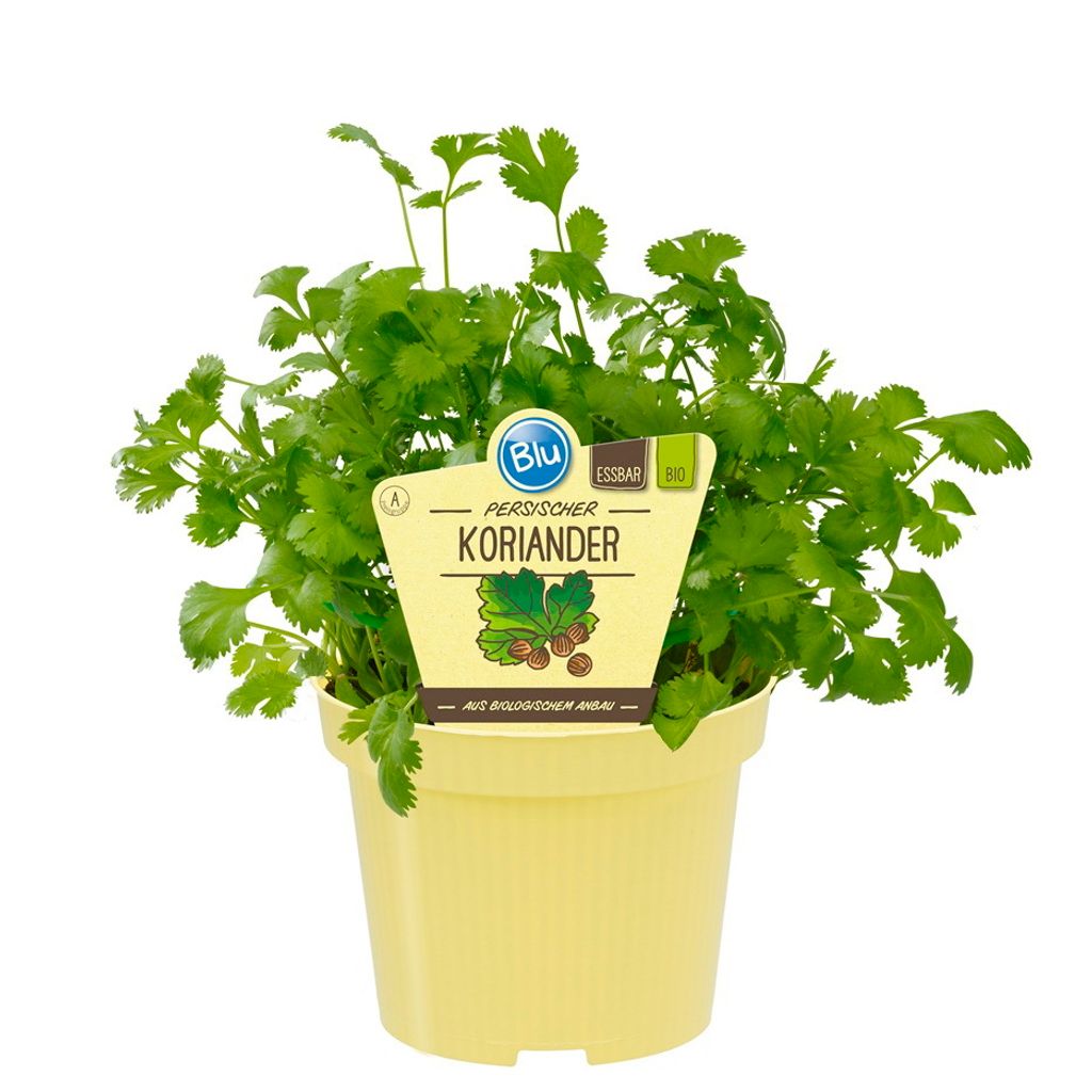 Kolendra perska w jakosci organicznej - Coriandrum sativum Zdjęcie produktu 