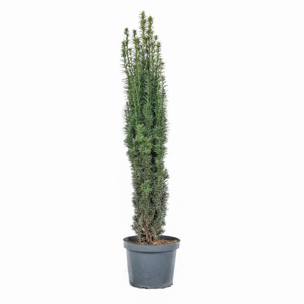 hirschzunge zimmerpflanze Gasteria bicolor Minor main image 0