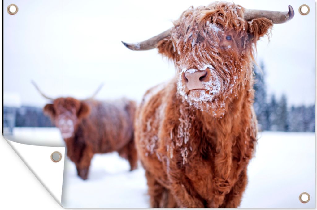 MuchoWow 90x60 cm Outdoor-Poster Gartendeko Sichtschutz Garten Poster für den Garten Schottischer Highlander - Schnee - Haut