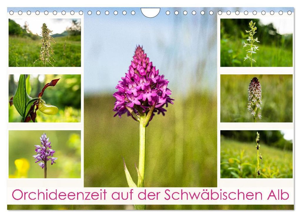 Orchideenzeit auf der Schwäbischen Alb (Wandkalender 2027 DIN A4 quer), CALVENDO Monatskalender
