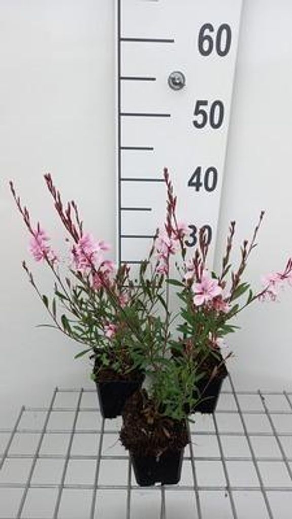 6 x Gaura lindh. 'Cherry Brandy' - Gaura - Topf 9 x 9 cm
